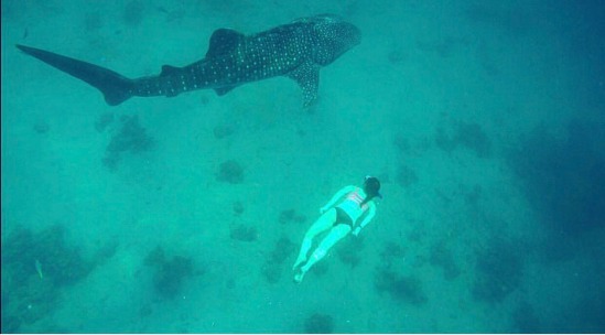 Free-diving with a whale shark